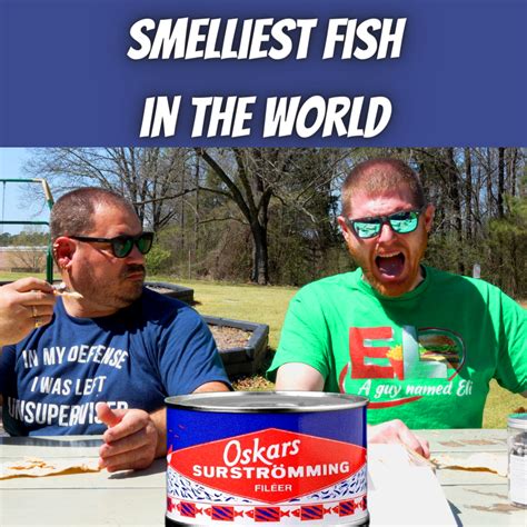 worlds smelliest fish|Surströmming Challenge (Worlds smelliest food)